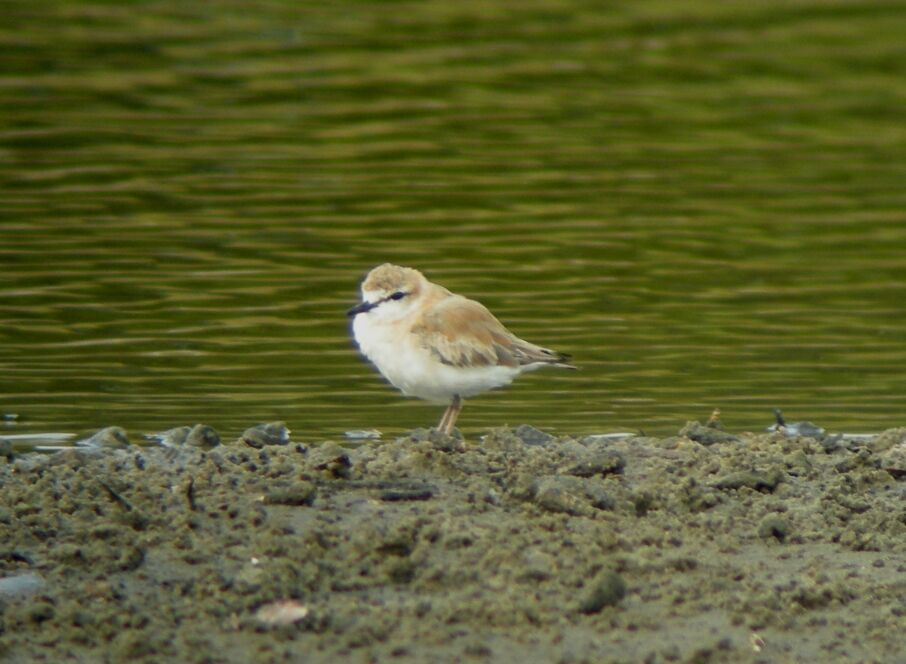 Gravelot à front blanc