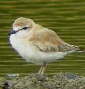 White-fronted Plover