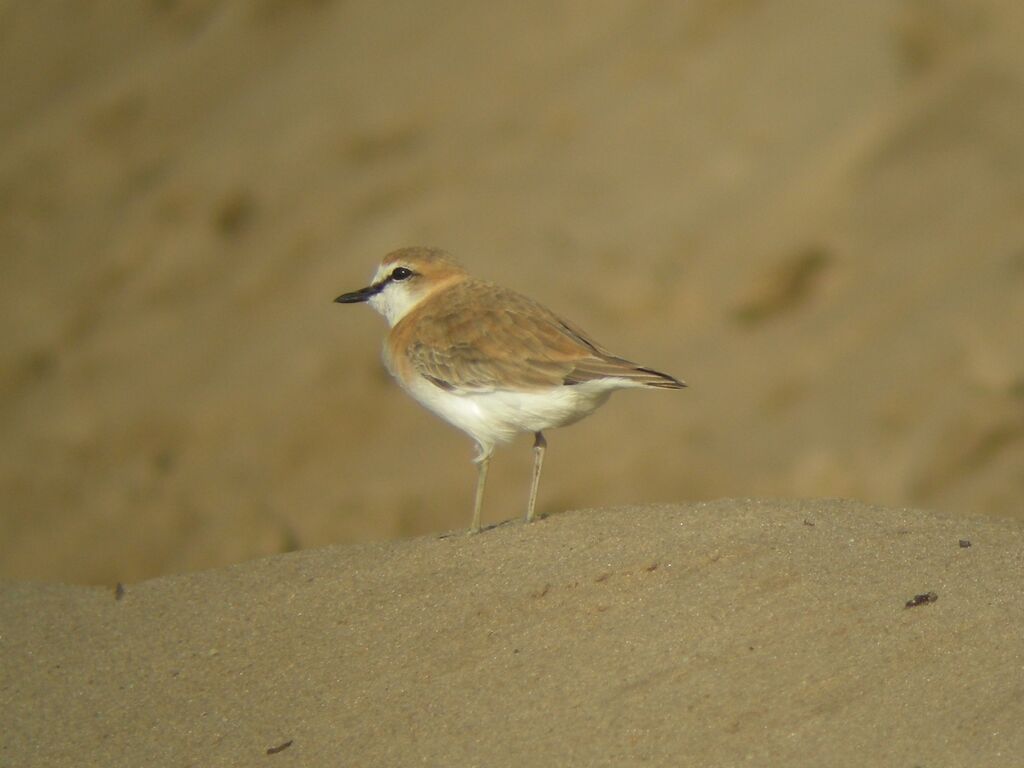 White-fronted Plover