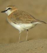 White-fronted Plover