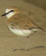 White-fronted Plover