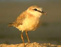 White-fronted Plover