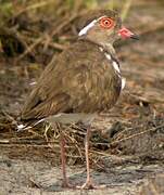 Forbes's Plover