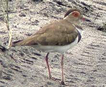 Forbes's Plover