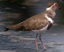 Forbes's Plover