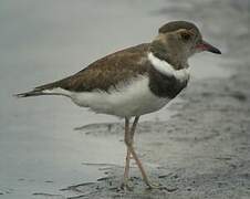 Forbes's Plover