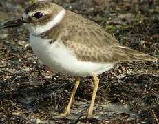 Wilson's Plover