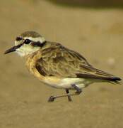 Kittlitz's Plover