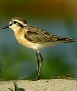 Kittlitz's Plover