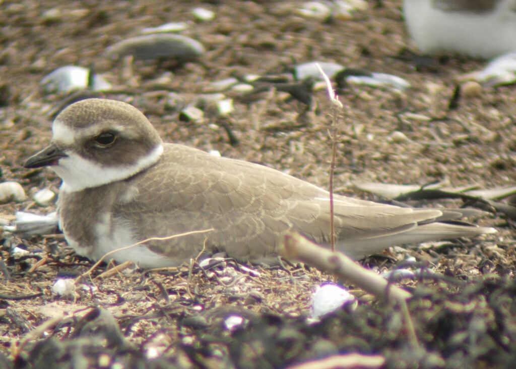 Semipalmated Plover