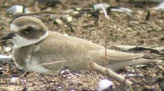 Semipalmated Plover