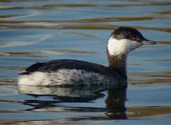 Horned Grebe