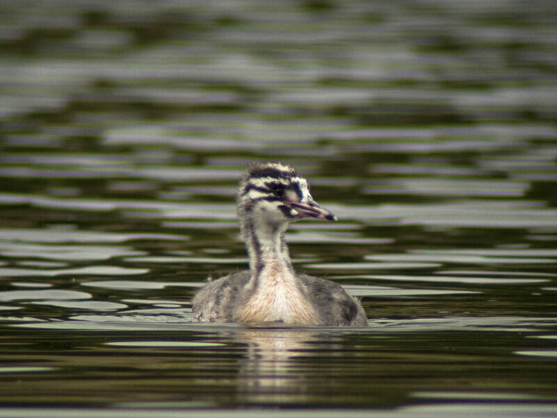 Great Crested GrebeFirst year