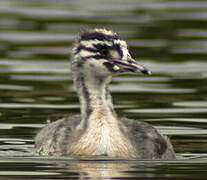 Great Crested Grebe