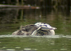 Great Crested Grebe