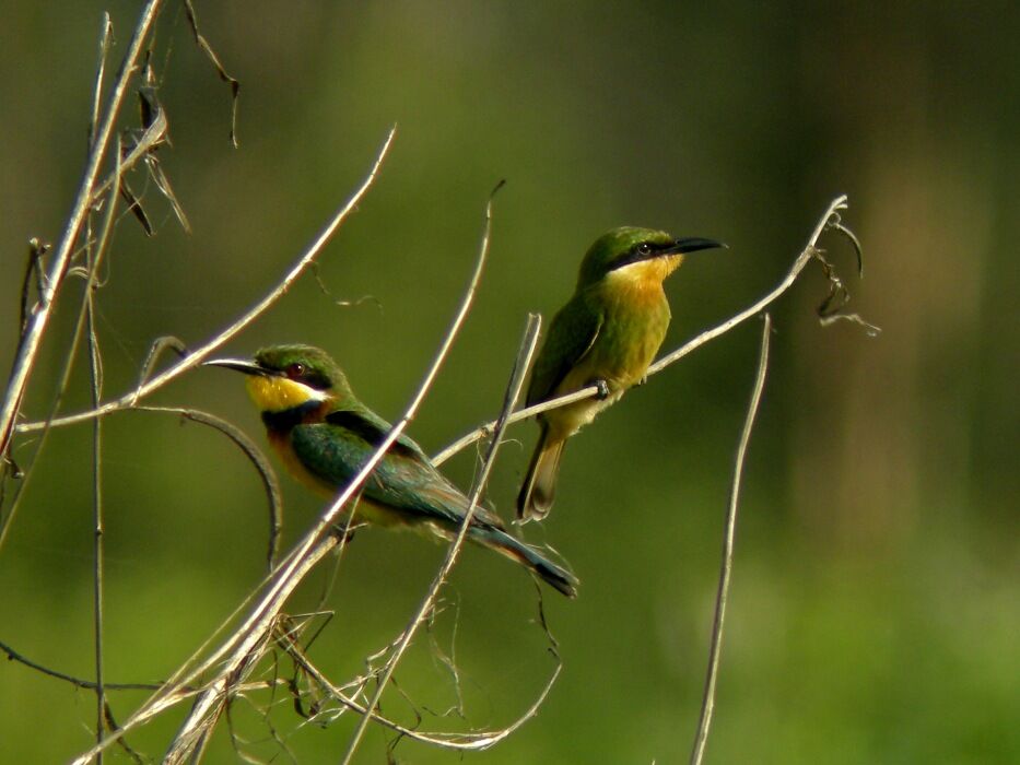 Blue-breasted Bee-eaterFirst year