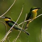 Blue-breasted Bee-eater