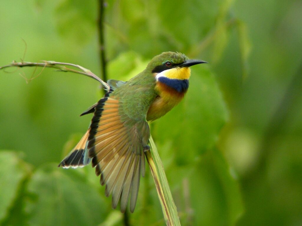 Blue-breasted Bee-eateradult