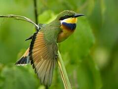 Blue-breasted Bee-eater