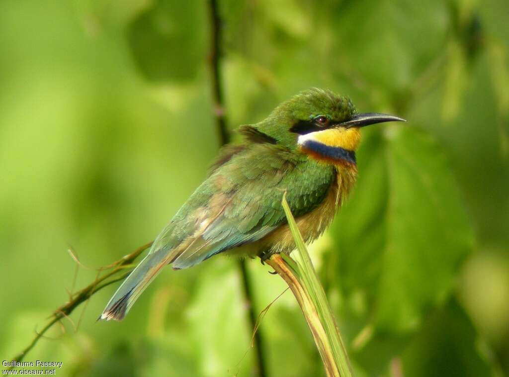 Guêpier à collier bleuadulte, identification