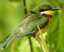 Blue-breasted Bee-eater