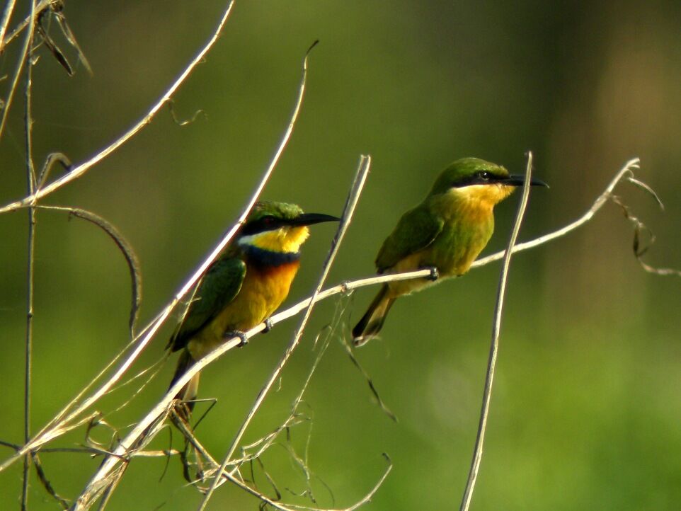 Blue-breasted Bee-eaterFirst year