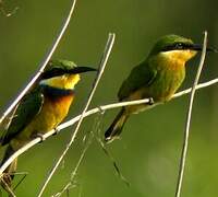 Blue-breasted Bee-eater