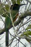 Black-headed Bee-eater