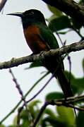 Black-headed Bee-eater