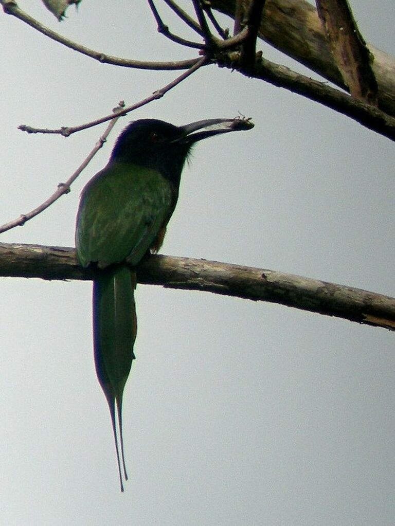 Black-headed Bee-eateradult