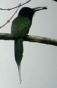 Black-headed Bee-eater