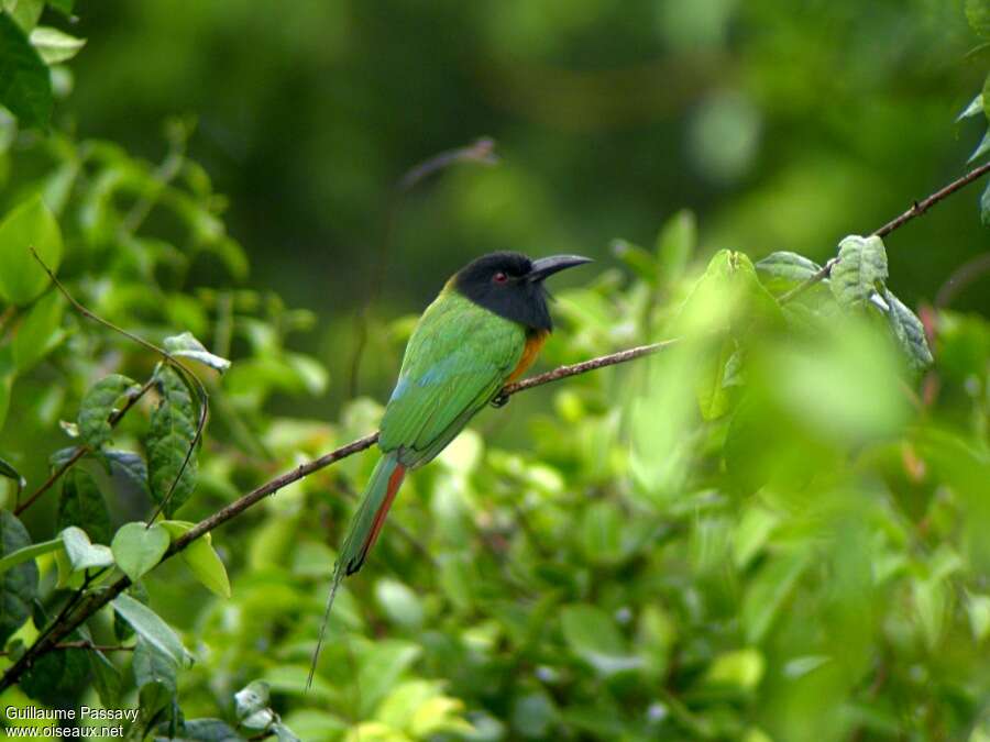 Guêpier à tête noireadulte, identification