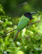 Black-headed Bee-eater