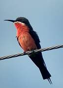 Rosy Bee-eater