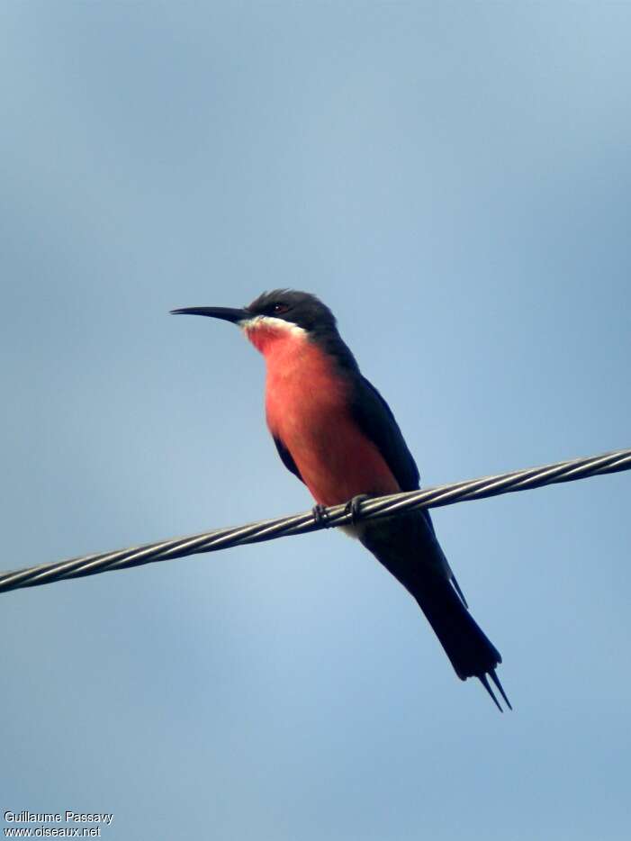 Guêpier gris-roseadulte, identification