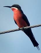 Rosy Bee-eater