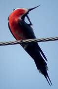 Rosy Bee-eater