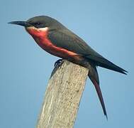 Rosy Bee-eater