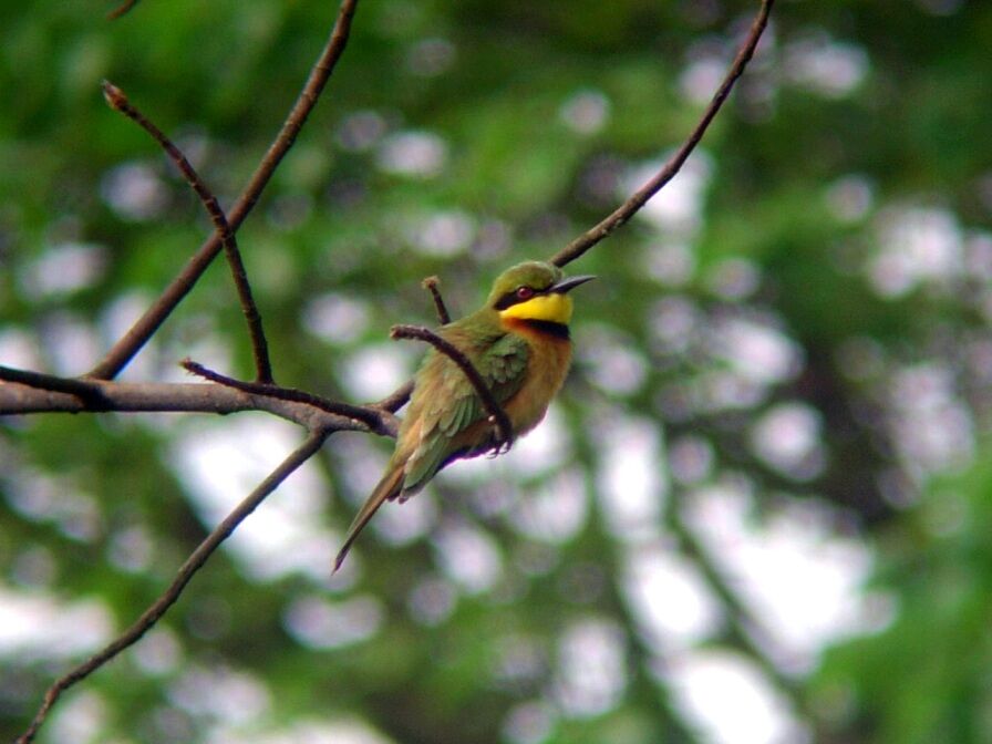 Little Bee-eateradult breeding