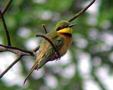 Little Bee-eater