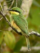 Little Bee-eater