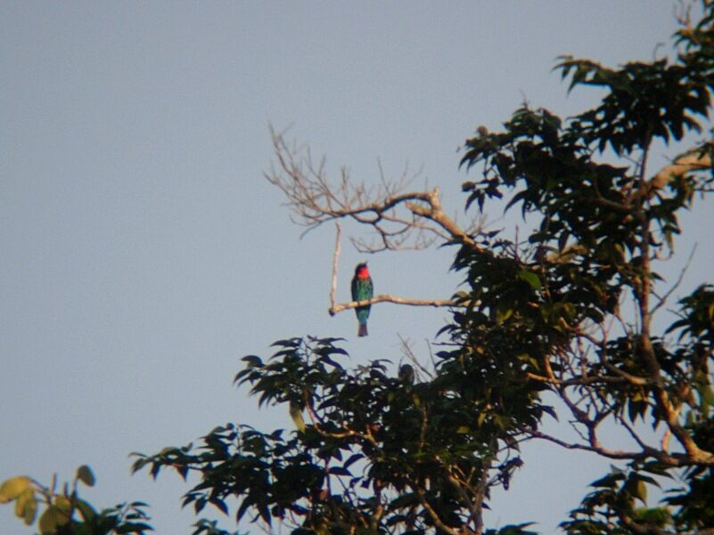 Black Bee-eater