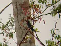 Black Bee-eater