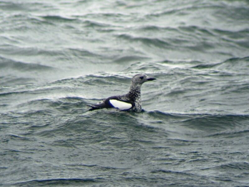 Guillemot à miroiradulte internuptial