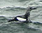 Guillemot à miroir