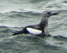 Black Guillemot