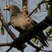 African Harrier-Hawk