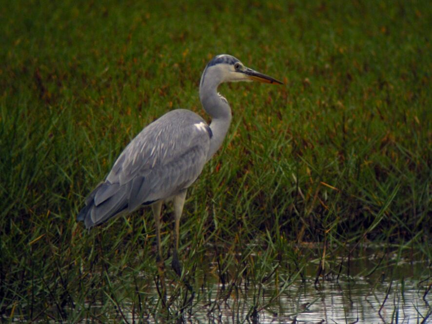 Grey Heron