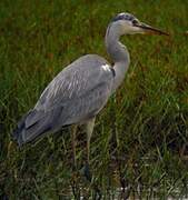 Grey Heron