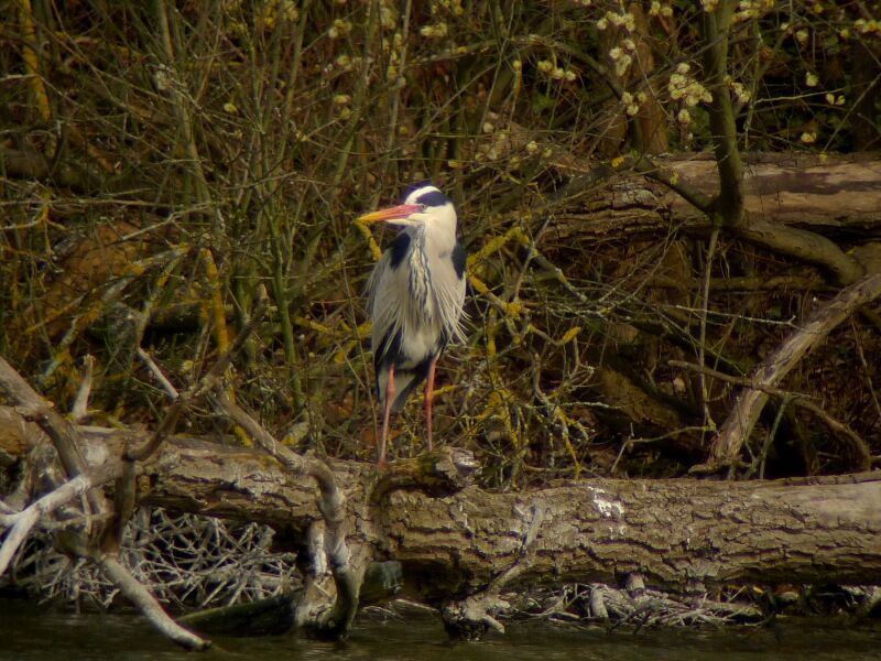 Grey Heronadult breeding